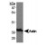 Western Blot: Beta Actin Antibody [NB600-532] - Western blot analysis of Actin (NB600-532) using RCC4 whole cell lysate [NBP1-30412].